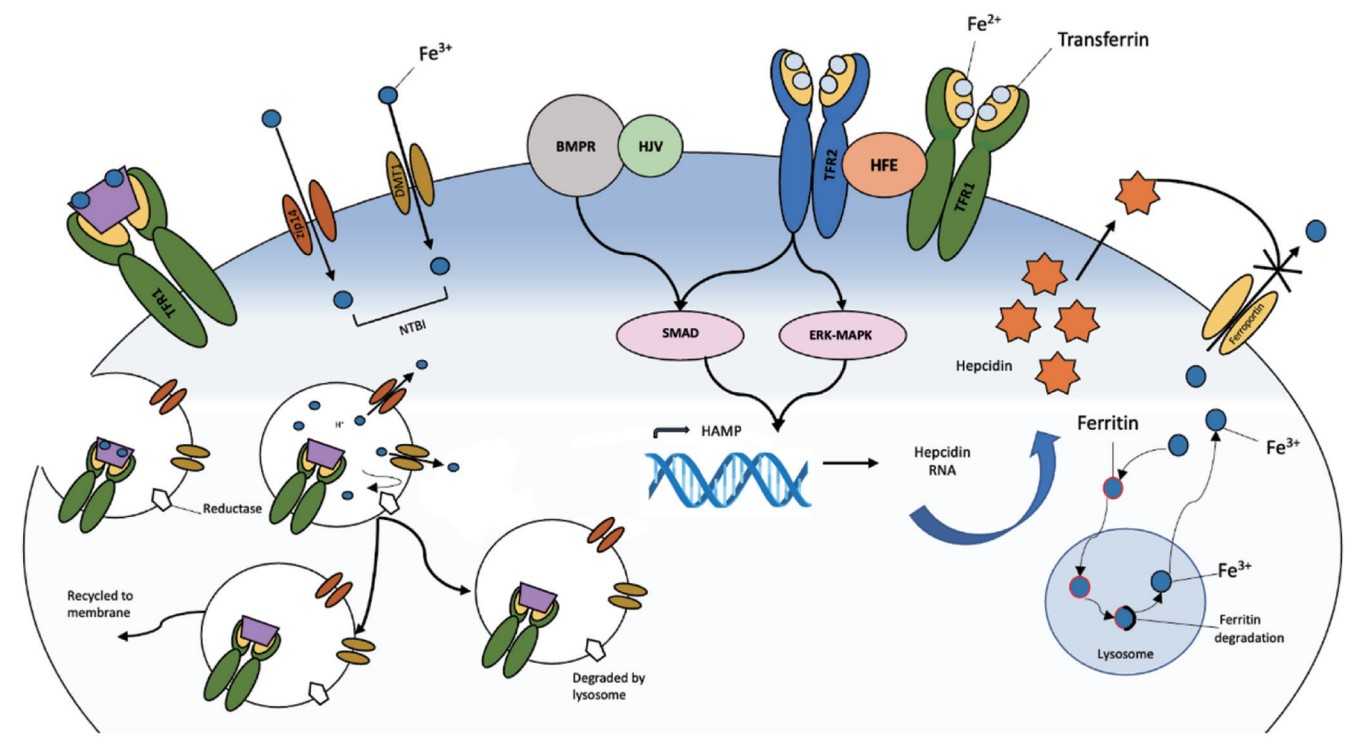 Complex pathways of iron transport regulation in hepatocytes.jpg